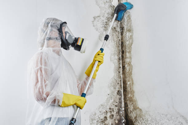 Mold Removal Process in Moody, AL