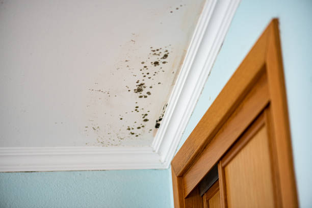 Best Crawl Space Mold Removal  in Moody, AL