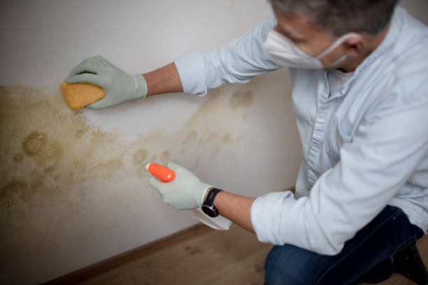 Best Mold Damage Repair  in Moody, AL